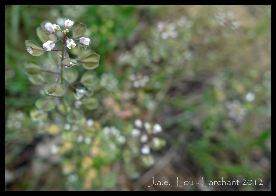 Capsella bursa-pastoris - Capselle bourse-à-pasteur